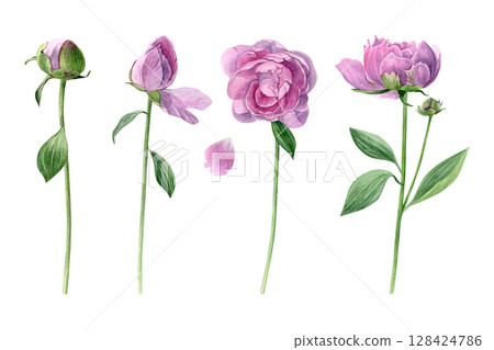 Set of pink peonies. Watercolor of summer flowers with leaves isolated on a white background. Good for postcards, invitations, greeting cards 128424786
