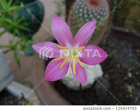 Zephyrinus flowers 128424793