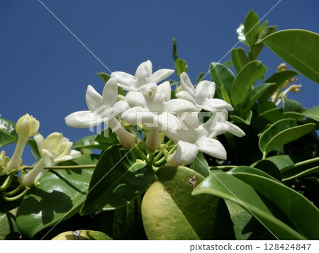 Madagascar Jasmine Flower Madagascar Jasmine Flower 128424847