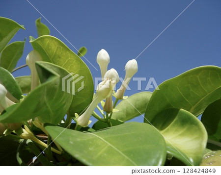 Madagascar jasmine buds Madagascar jasmine buds 128424849