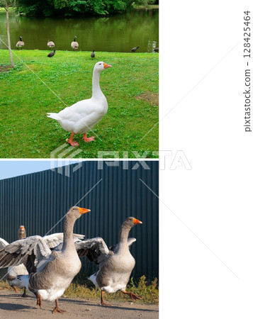 Geeses on the lake and lawn. collage. Free space for text. Geeses on the lake and lawn. collage. Free space for text. 128425464