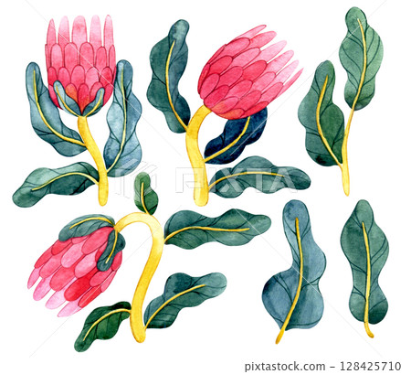 set of protea flowers in retro style. watercolor illustration, abstract shapes 128425710