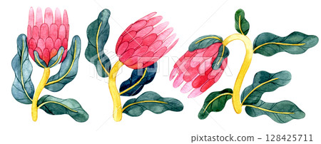set of protea flowers in retro style. watercolor illustration, abstract shapes 128425711