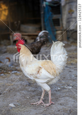 White Betong is the big Chickken in dry garden 128425727