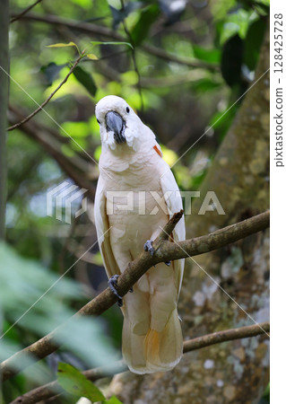 The moluccan cockatoo bird is beautiful animal in garden 128425728