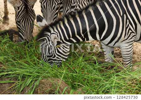 The family burchell zebra is eatting in farm The family burchell zebra is eatting in farm 128425730