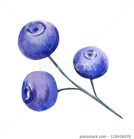Blueberry branch watercolor illustration with three purple berries and green stems isolated on white background Blueberry branch watercolor illustration with three purple berries and green stems isolated on white background 128426076