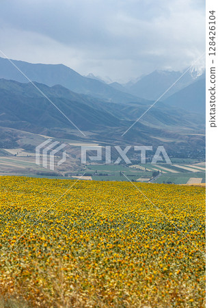 Field of yellow flowers in mountainous area, natural background Field of yellow flowers in mountainous area, natural background 128426104