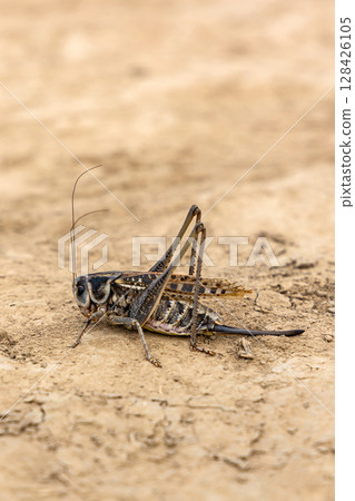 Grasshopper with long legs close-up, on sandy ground, side view 128426105