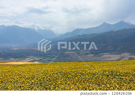 Field of yellow flowers in the mountains, natural background 128426106