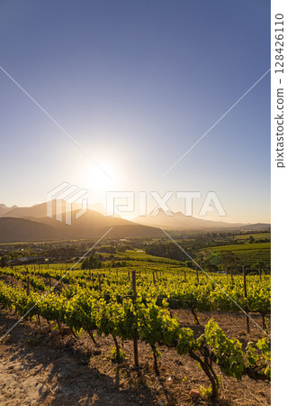 Vineyard fields landscape, vine grapes rows, golden hour 128426110