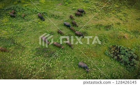 A herd of water buffalo grazes peacefully in a vibrant green pasture, surrounded by rolling hills under a soft, cloudy sky. This serene rural landscape captures the essence of tranquility and natural A herd of water buffalo grazes peacefully in a vibrant green pasture, surrounded by rolling hills under a soft, cloudy sky. This serene rural landscape captures the essence of tranquility and natural 128426145