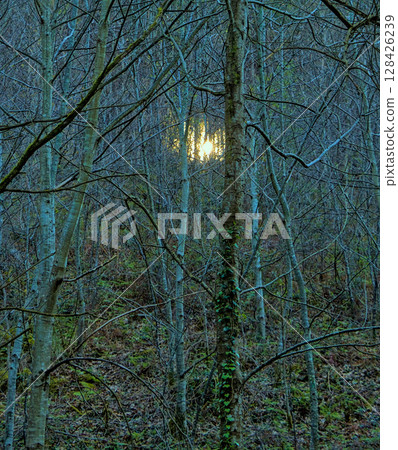 Glowing lights in the woods. 128426239