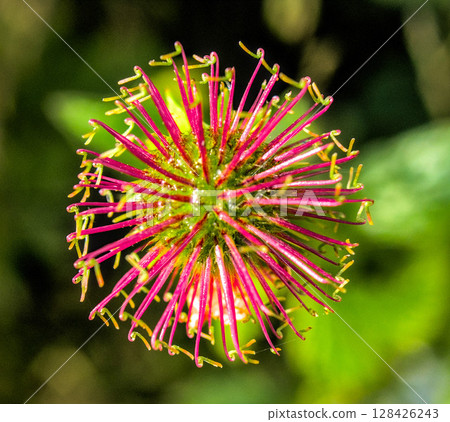 purple flower with petals purple flower with petals 128426243
