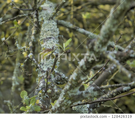 branch of an apple tree that begins to bloom 128426319