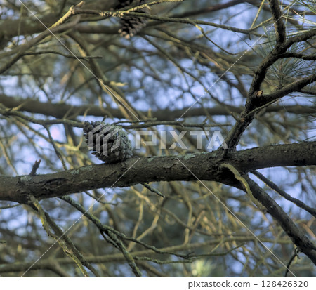 pine cone on a bare branch of a pine 128426320