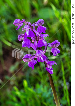 Wild flowering plants at the Archaeological Circuit in Vale Fuzeiros in Vilarinha, Algarve, Portugal 128426351