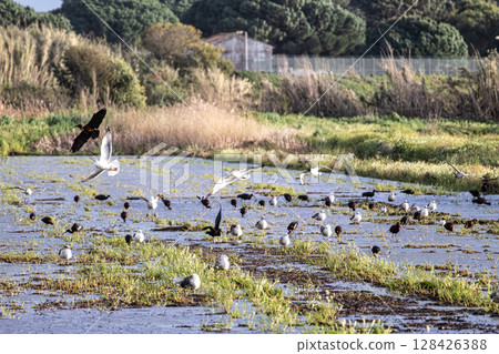 Glossy ibis, Plegadis falcinellus and seagulls at Porto Palafita da Carrasqueira in Portugal Glossy ibis, Plegadis falcinellus and seagulls at Porto Palafita da Carrasqueira in Portugal 128426388