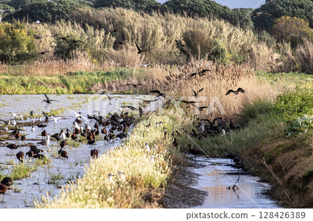 Glossy ibis, Plegadis falcinellus and seagulls at Porto Palafita da Carrasqueira in Portugal Glossy ibis, Plegadis falcinellus and seagulls at Porto Palafita da Carrasqueira in Portugal 128426389