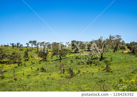 Walking from Troviscais to the River Mira, Vicentine Coast Natural Park Portugal, Rota Vicentina Coast. 128426392
