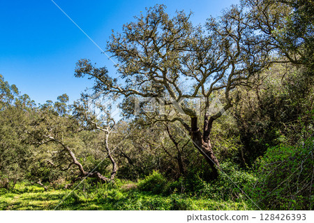 Walking from Troviscais to the River Mira, Vicentine Coast Natural Park Portugal, Rota Vicentina Coast. Walking from Troviscais to the River Mira, Vicentine Coast Natural Park Portugal, Rota Vicentina Coast. 128426393