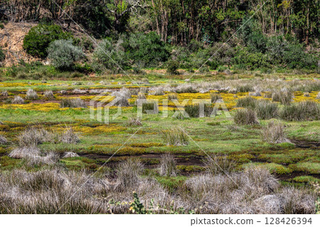 Yellow flowers on the way from Troviscais to the River Mira, Vicentine Coast Natural Park Portugal 128426394