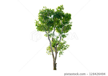 Tree PNG File Trees isolated on white background, tropical trees isolated used for design, advertising and architecture 128426494