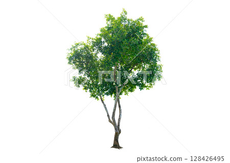 Tree PNG File Trees isolated on white background, tropical trees isolated used for design, advertising and architecture Tree PNG File Trees isolated on white background, tropical trees isolated used for design, advertising and architecture 128426495