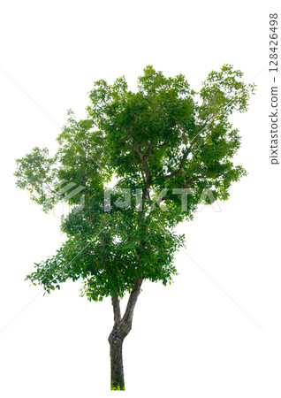 Tree PNG File Trees isolated on white background, tropical trees isolated used for design, advertising and architecture 128426498