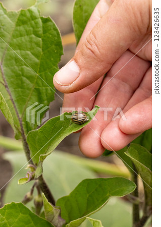 Farmer inspecting eggplant leaves Farmer inspecting eggplant leaves 128426635