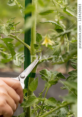 Close up of hands pruning tomato plants 128426663