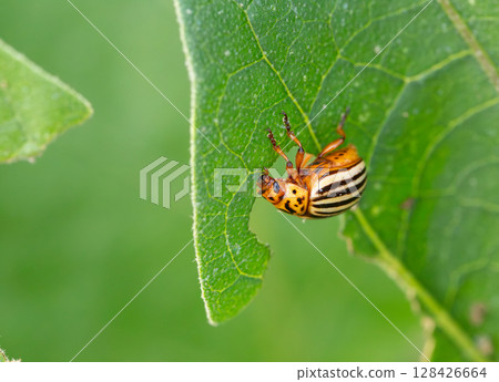 Colorado potato beetle Colorado potato beetle 128426664