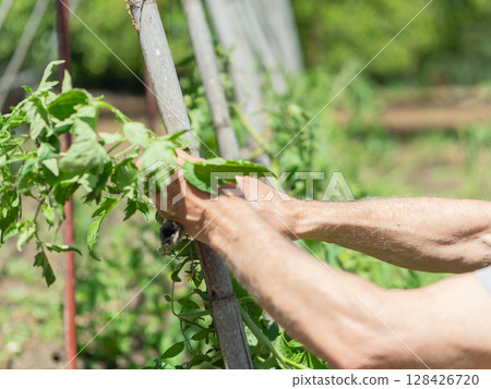 Senior man tending tomato plants in garden 128426720