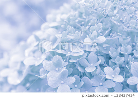 Background of white blue petals of Hydrangea or Hydrangea close-up. Soft focus Background of white blue petals of Hydrangea or Hydrangea close-up. Soft focus 128427434