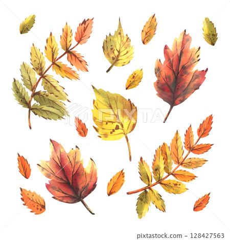 A set of watercolor illustrations with colorful autumn leaves, rowan, maple, birch, hand-drawn juicy, bright, textured. Ideal clip art for seasonal decor, compositions, invitations and paper products. 128427563
