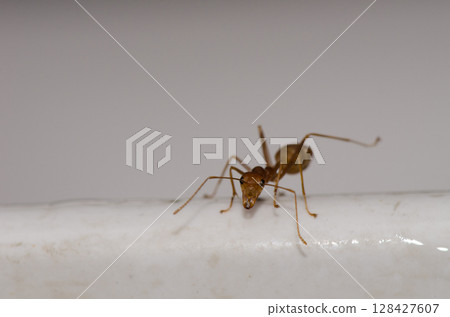 Yellow crazy ant. Yellow crazy ant. 128427607