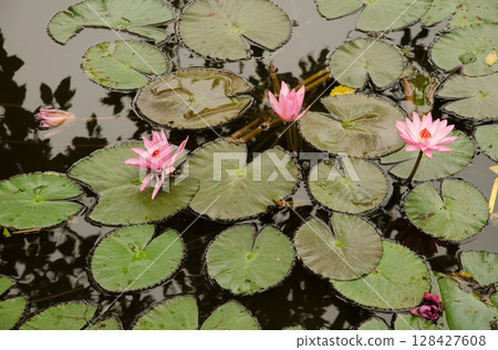 Pink lotus in bloom. Pink lotus in bloom. 128427608
