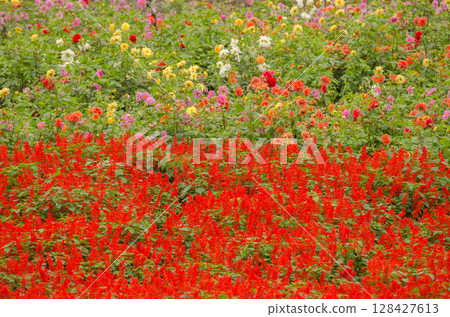 Scarlet sage and dahlias. Scarlet sage and dahlias. 128427613