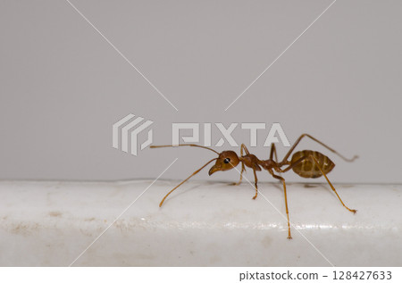 Yellow crazy ant. 128427633