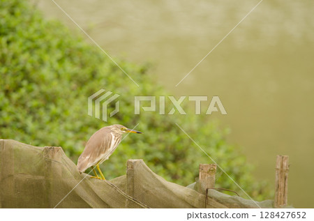 Chinese pond heron. 128427652
