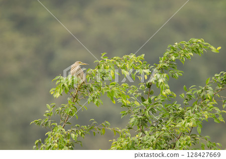 Chinese pond heron. 128427669