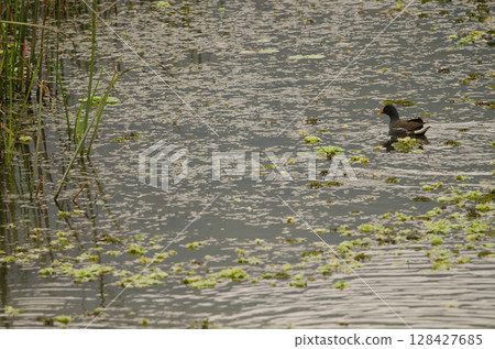 Common moorhen Gallinula chloropus chloropus. 128427685