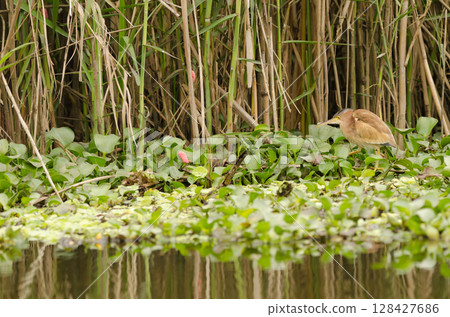 Yellow bittern Botaurus sinensis. Yellow bittern Botaurus sinensis. 128427686