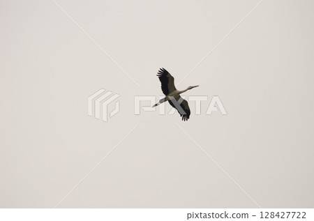 Asian openbill in flight. 128427722
