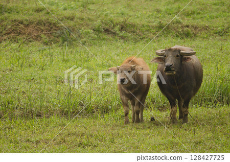 Water buffalo Bubalus bubalis. 128427725