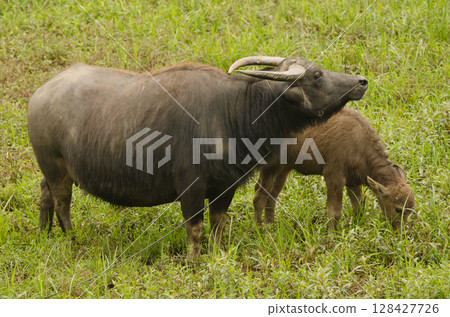 Water buffalo Bubalus bubalis. 128427726