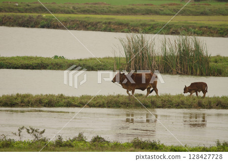 Cow and calf. 128427728
