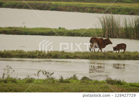 Cow and calf. 128427729