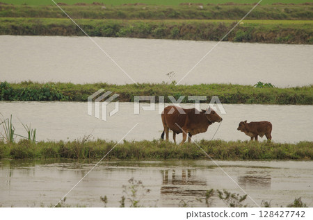 Cow and calf. 128427742