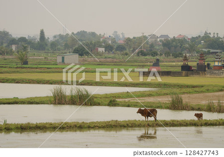 Cow and calf. 128427743